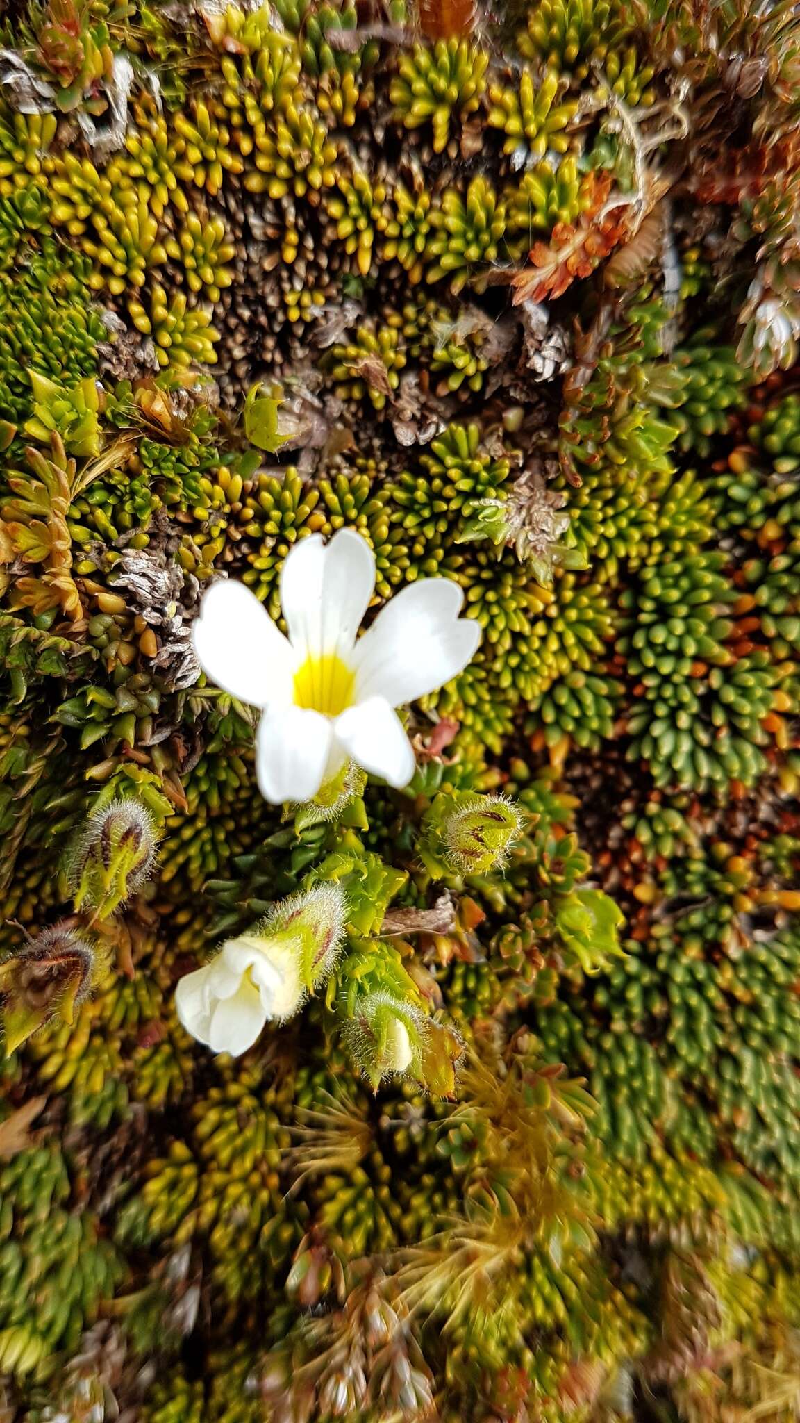 Imagem de Euphrasia townsonii Petrie