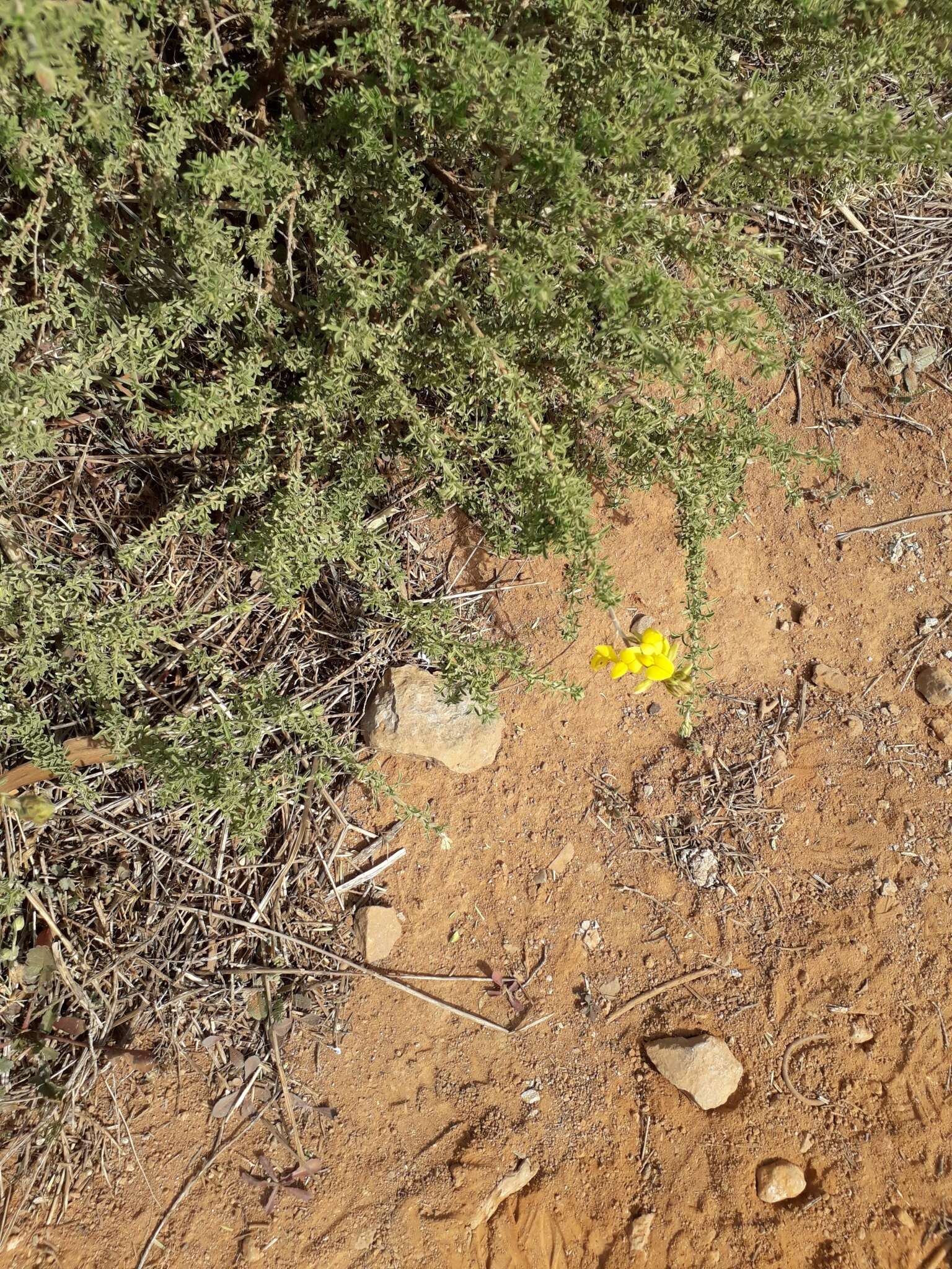 Image of Canary Island flatpod