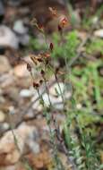 Image of Hypericum silenoides Juss.