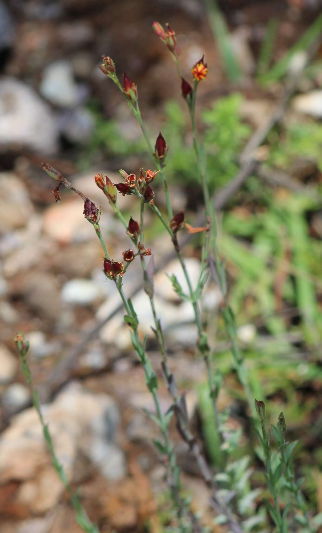 Image de Hypericum silenoides Juss.