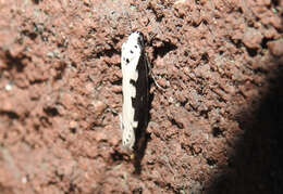 Image of Ethmia bipunctella Fabricius 1775