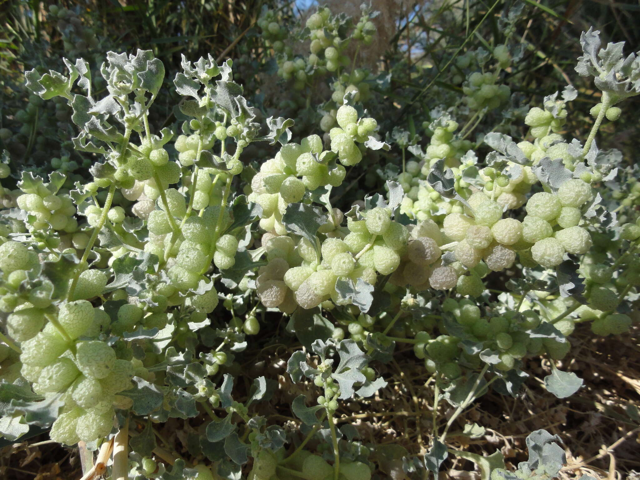 Plancia ëd Atriplex holocarpa F. Müll.