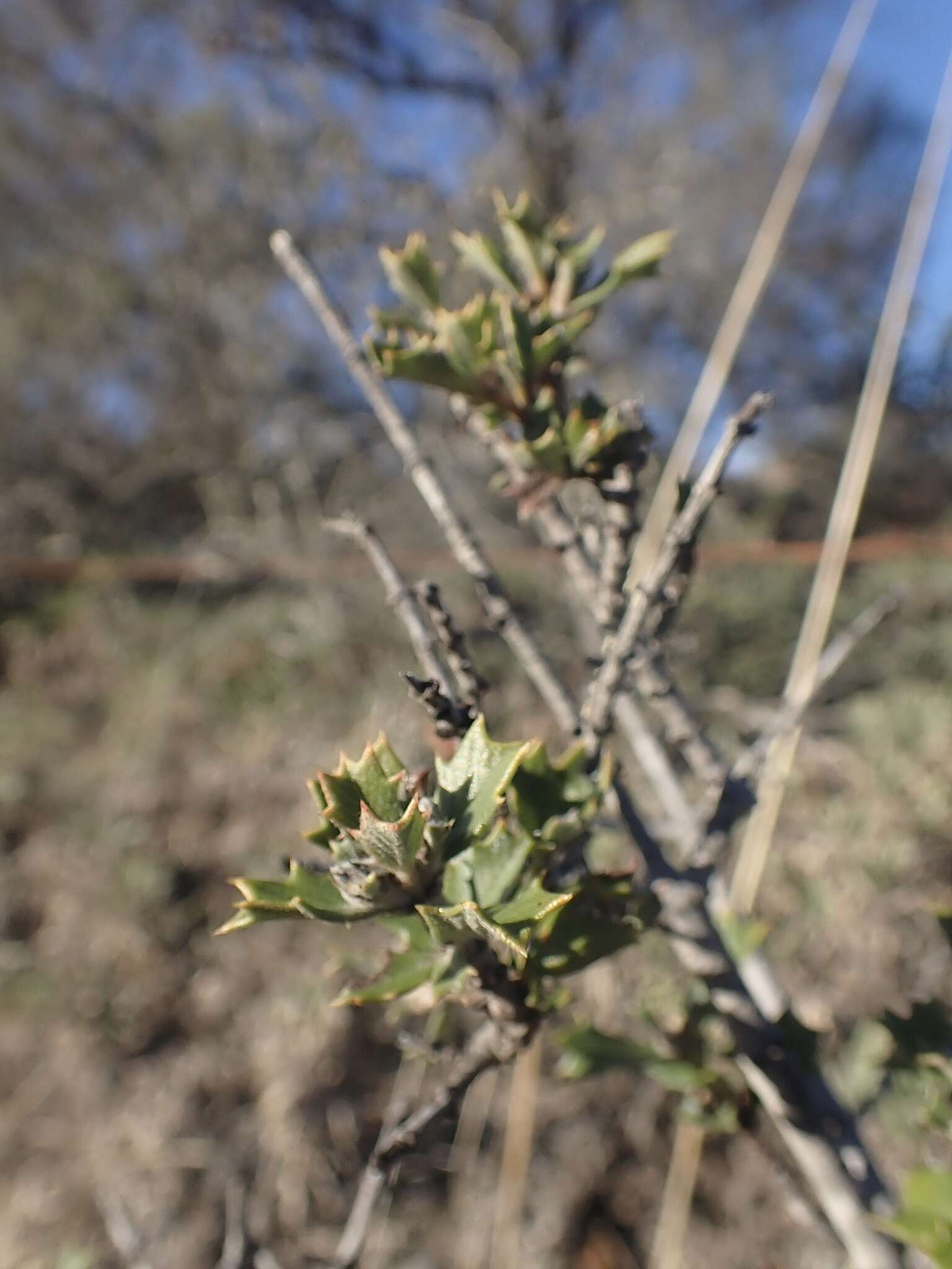 Image of Calistoga ceanothus