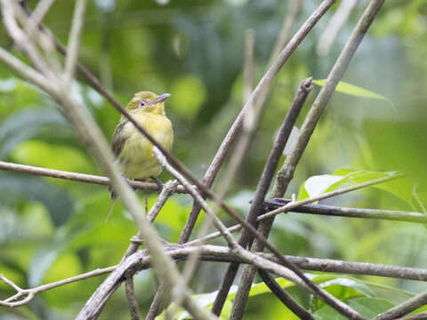 Image of Wire-tailed Manakin