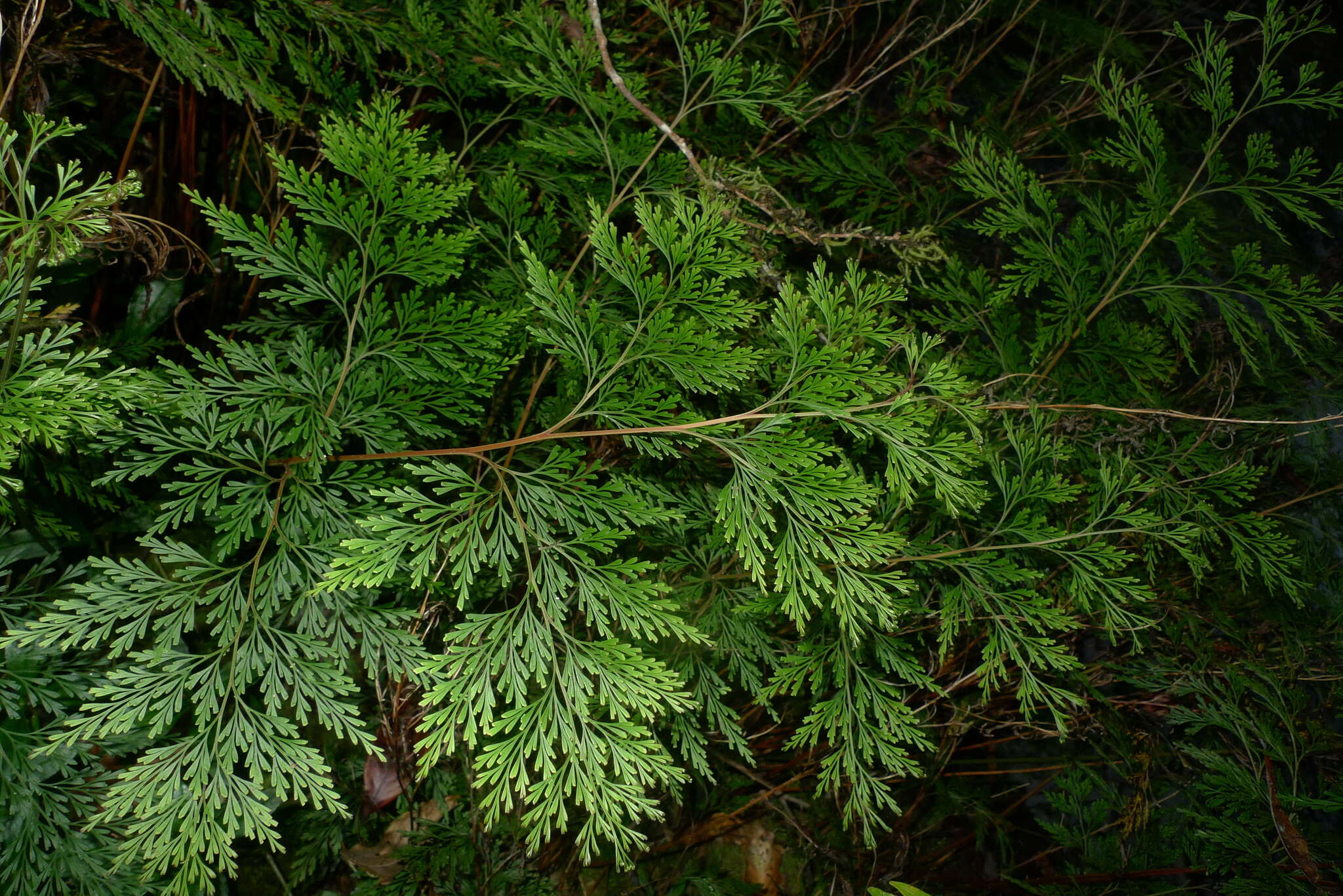 Image of Odontosoria angustifolia (Bernh.) C. Chr.