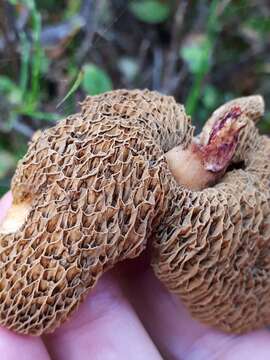 Image of Suillus flavidus (Fr.) J. Presl 1846