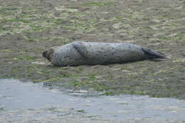 Image of Mediterranean Monk Seal