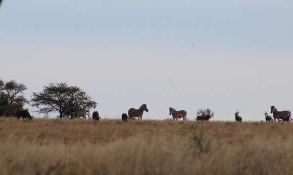 Image of Black Wildebeest