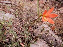 Imagem de Zephyranthes bifolia (Aubl.) M. Roem.