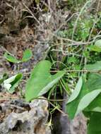 Image of Adenia olaboensis Clav.