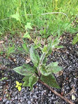 Imagem de Hieracium maculatum Schrank