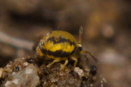 Image of Globular springtail