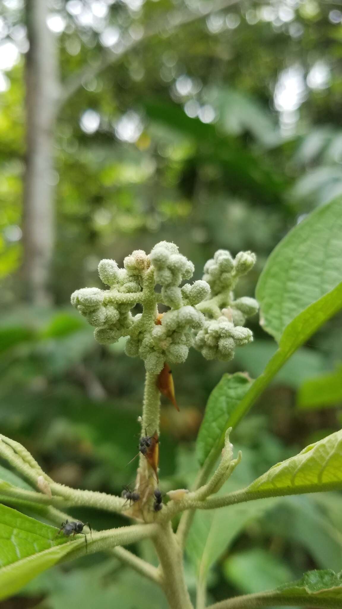 Plancia ëd Enchenopa concolor Fairmaire