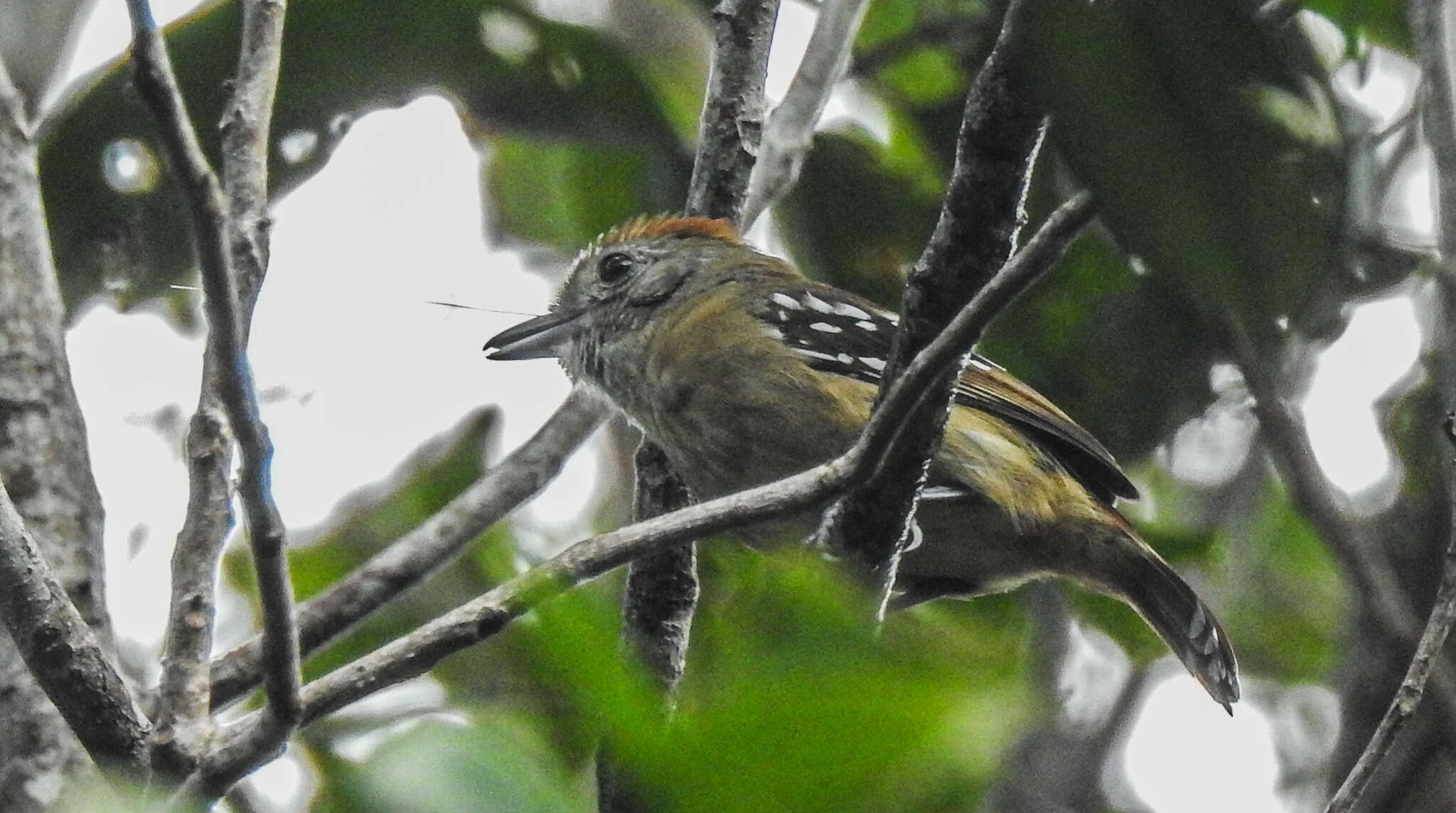 Image of Sooretama Slaty Antshrike