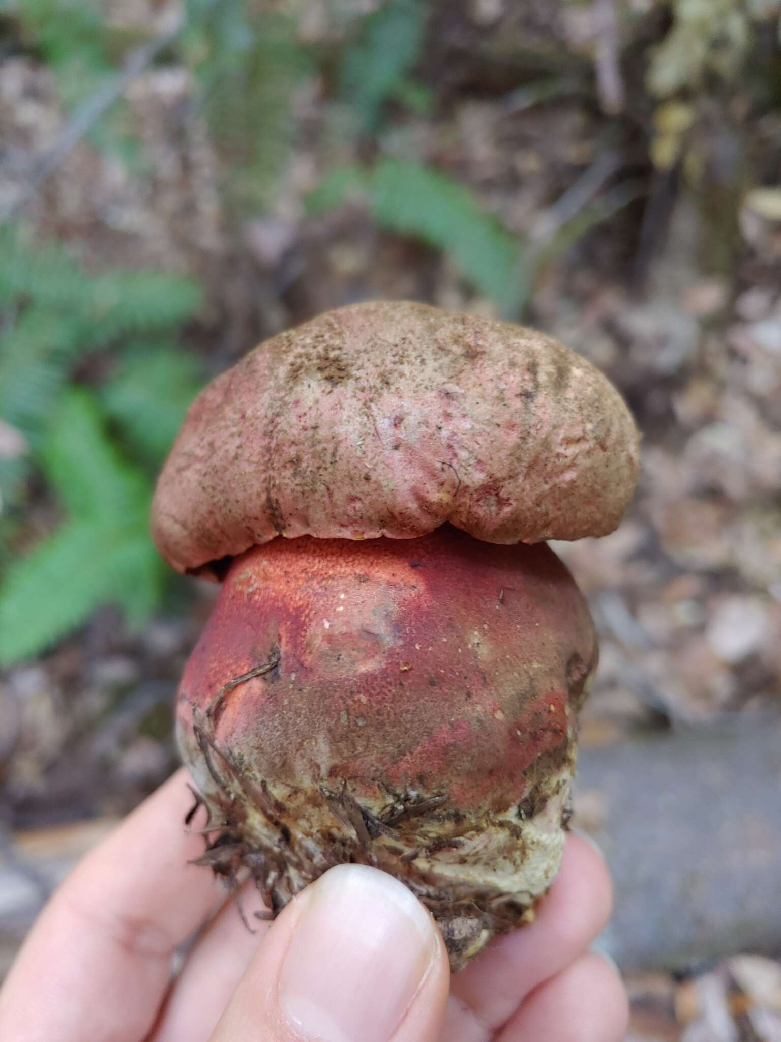 Image of Rubroboletus pulcherrimus (Thiers & Halling) D. Arora, N. Siegel & J. L. Frank 2015