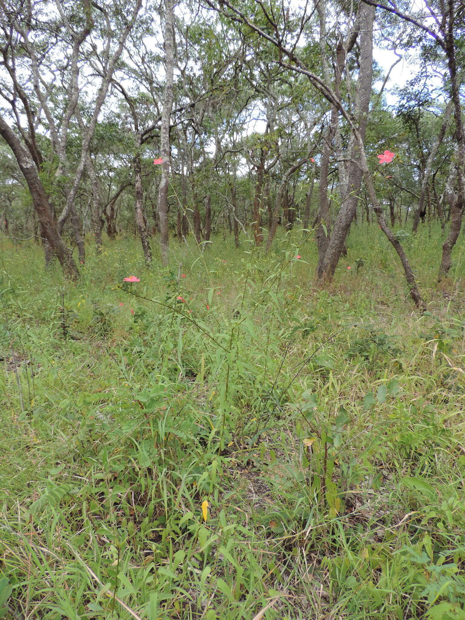 Image of Hibiscus debeerstii De Wild. & Th. Dur.