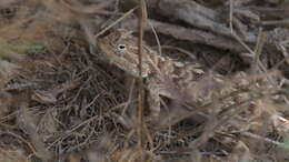 Image of Steppe Agama