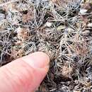 Image of Hester's foxtail cactus