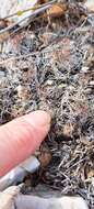 Image of Hester's foxtail cactus