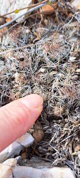 Image of Hester's foxtail cactus