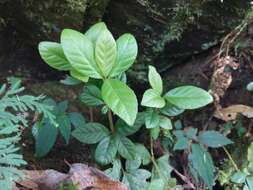 Image of Ardisia pusilla A. DC.