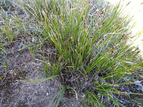 Image of Pacific Bog Sedge