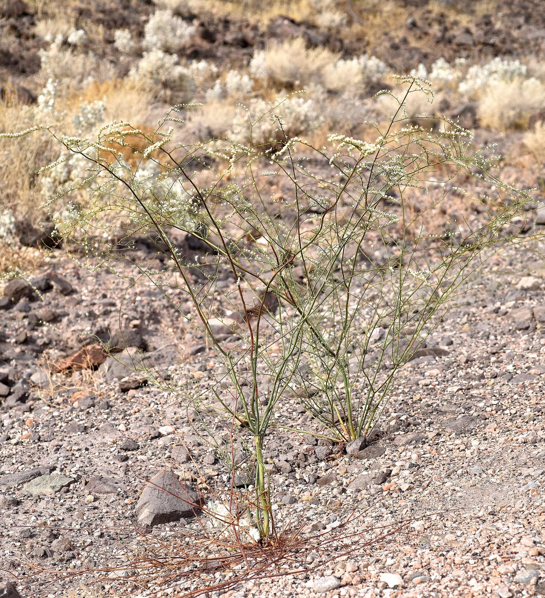 Image of Eriogonum exaltatum M. E. Jones