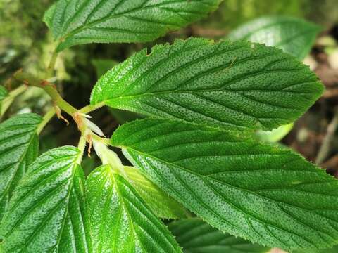 Image of Begonia ulmifolia Willd.