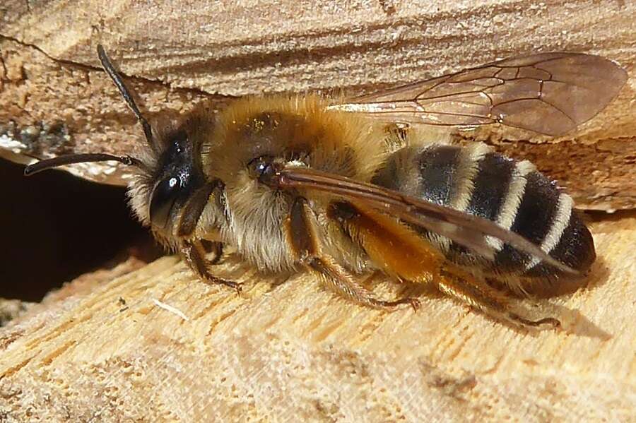 Image of Andrena gravida Imhoff 1832