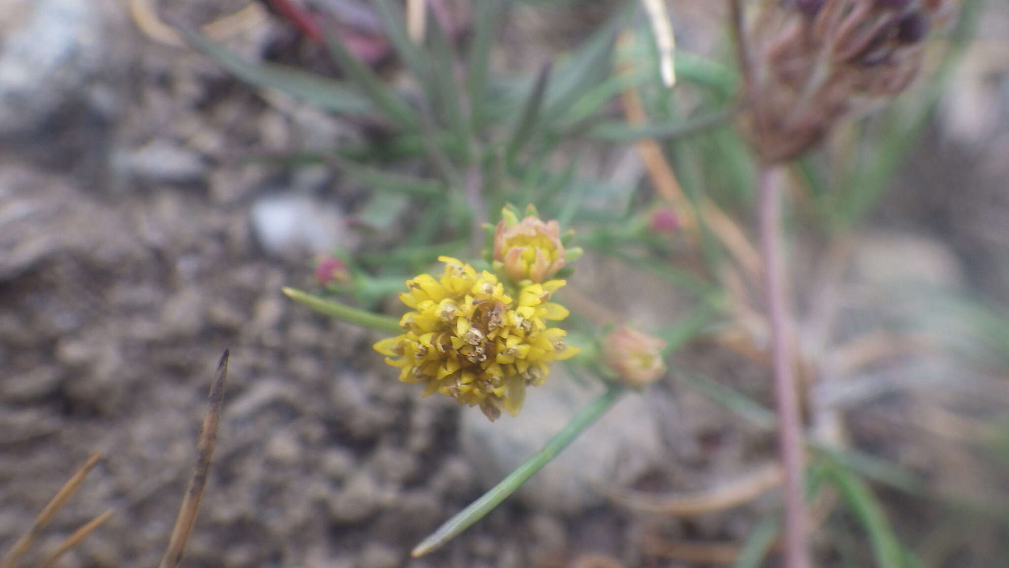 صورة Galatella linosyris subsp. armoricana (Rouy) Greuter