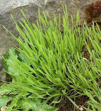Image of Broad-leaved Chives