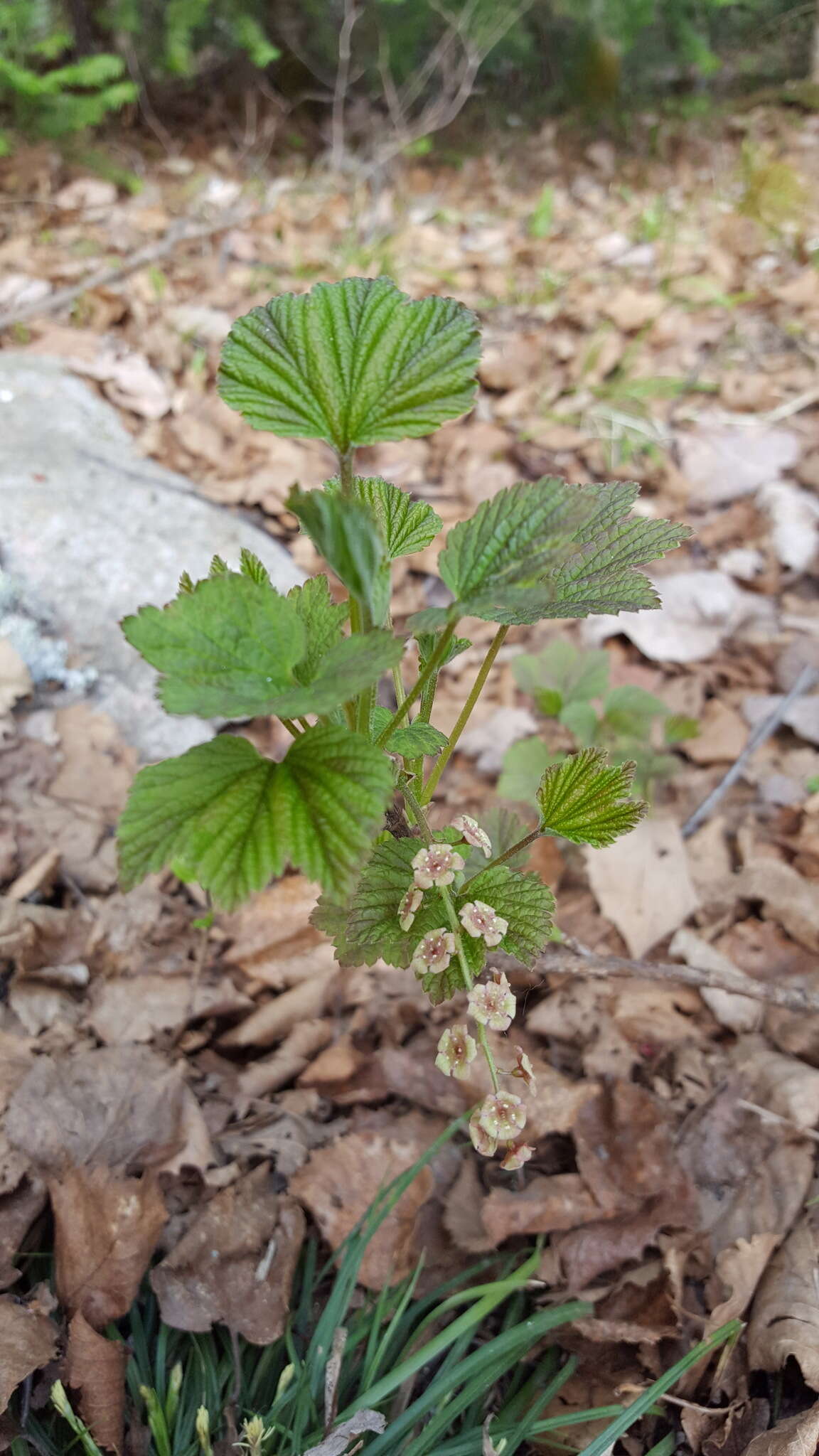 Image of red currant