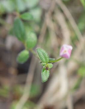 Image of Oldenlandia balfourii Bremek.