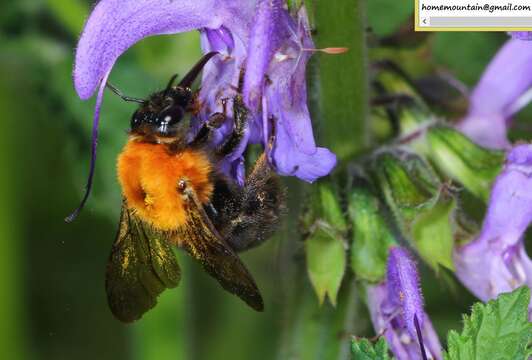 Image of Bombus longipes Friese 1905