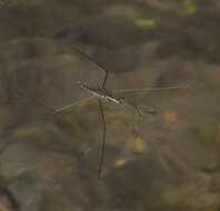 Image of Aquarius chilensis (Berg 1881)