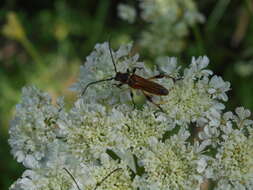 Image of Stenopterus ater (Linné 1767)