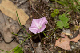 Imagem de Convolvulus angustissimus R. Br.