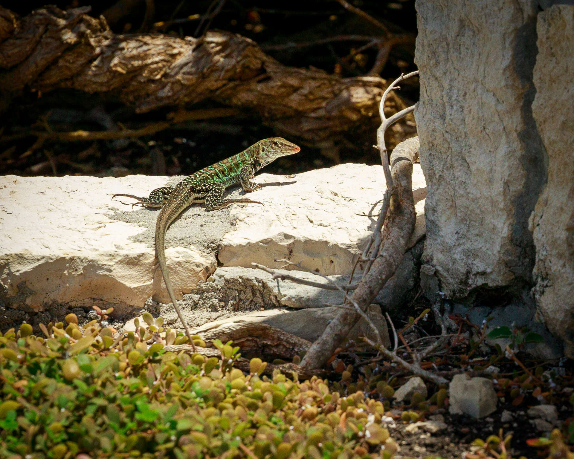 صورة Pholidoscelis griswoldi (Barbour 1916)