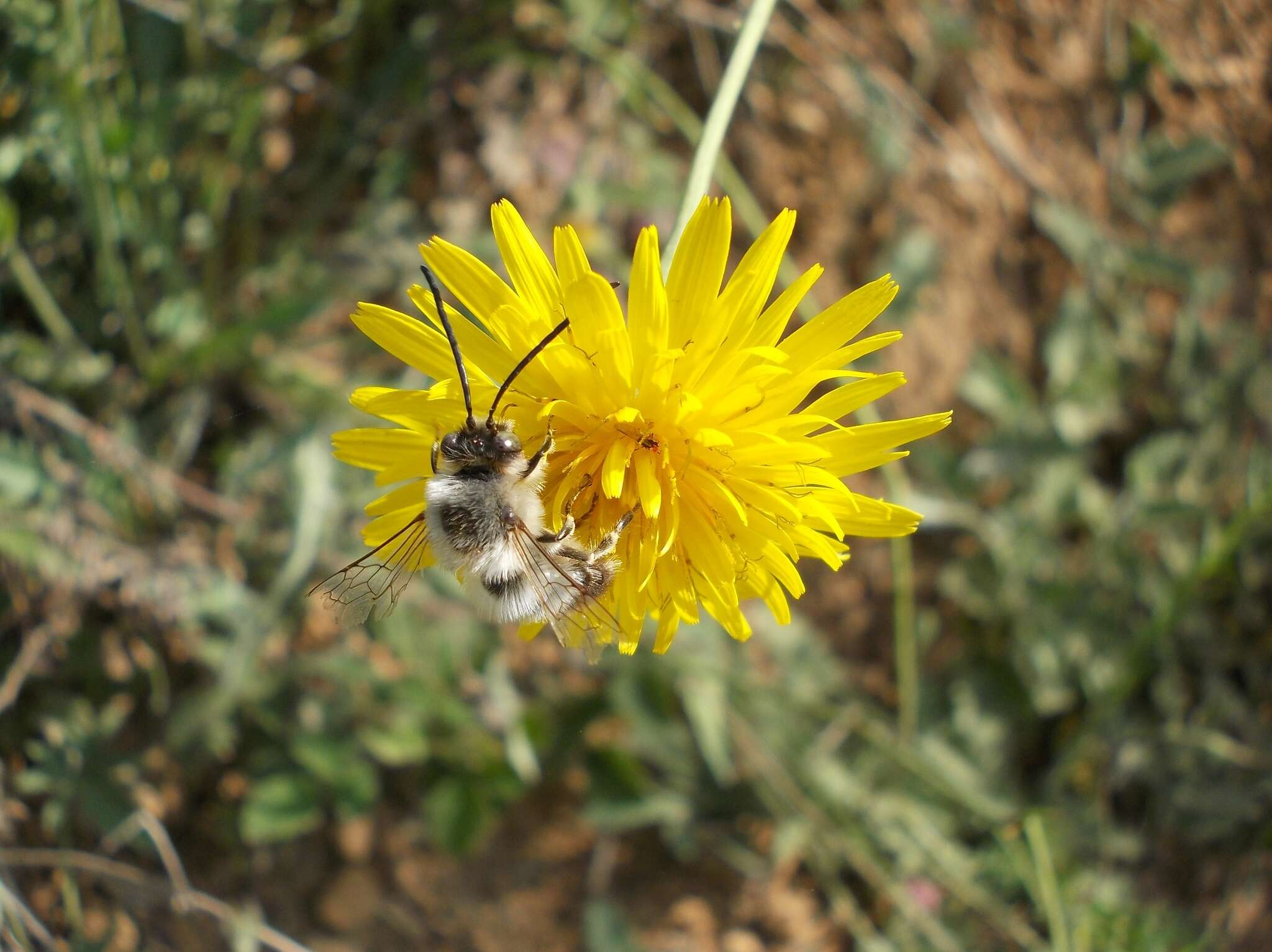 Image of Eucera nigrilabris Lepeletier 1841