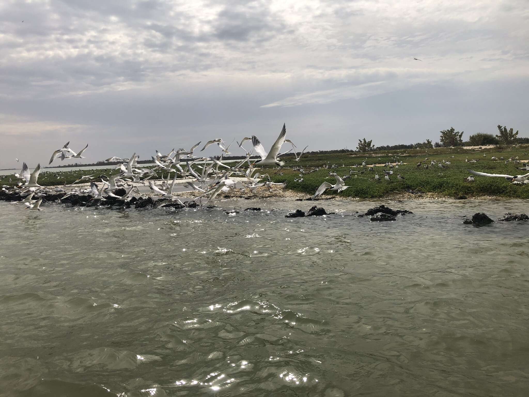 Image of West African Crested Tern