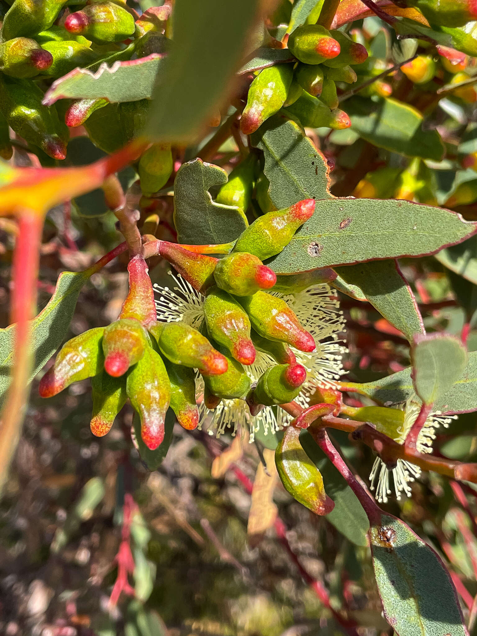 Image of Eucalyptus angulosa Schauer