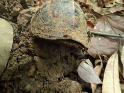 Image of Cuora flavomarginata evelynae Ernst & Lovich 1990