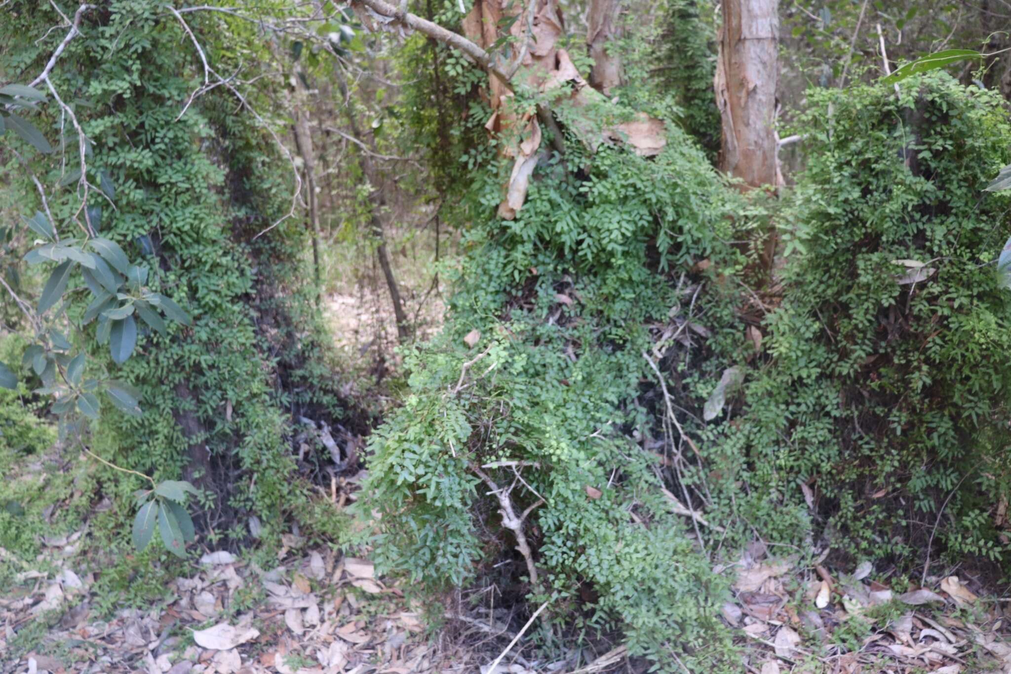 Image of small-leaf climbing fern