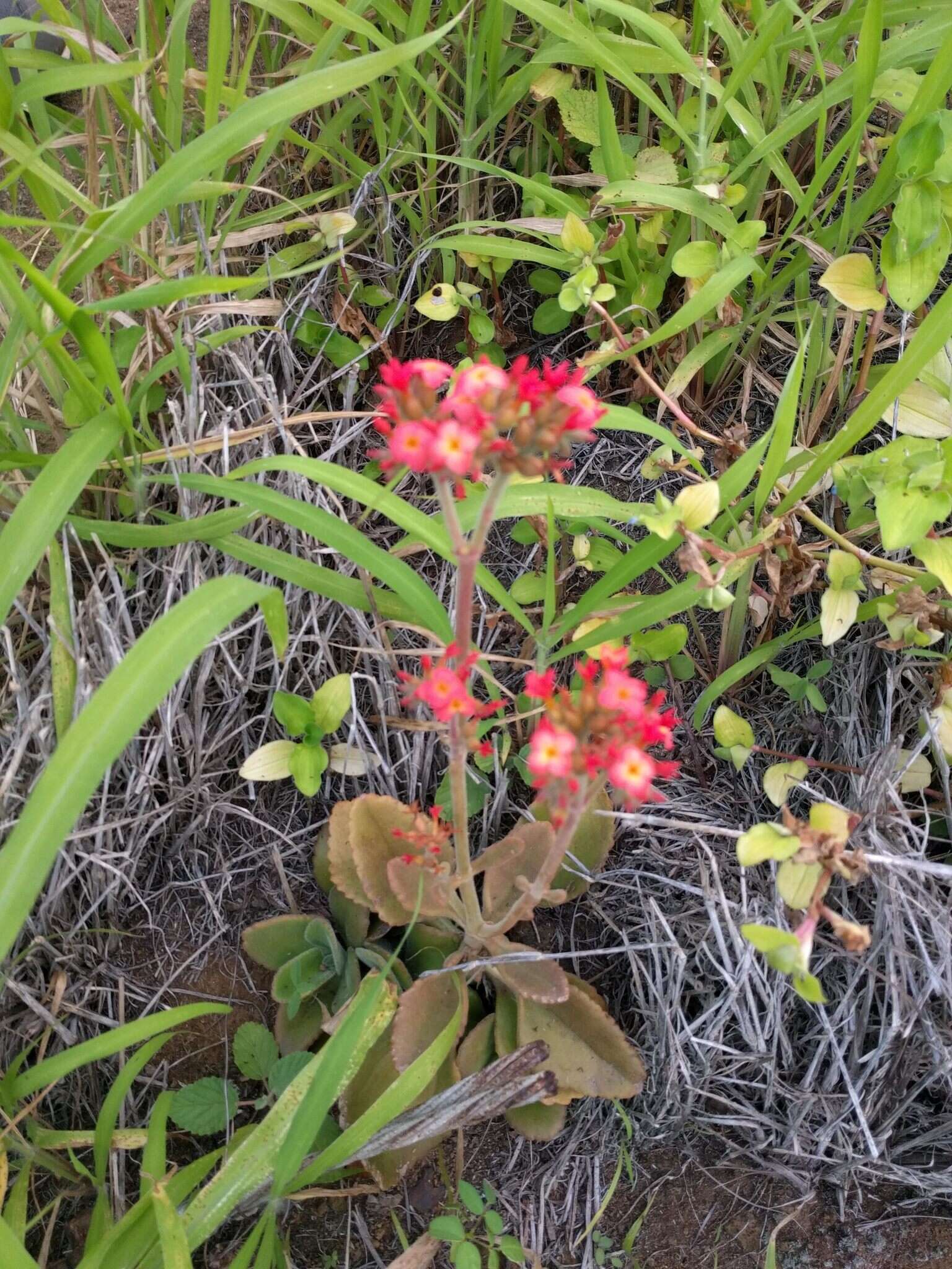 Kalanchoe lateritia Engl. resmi