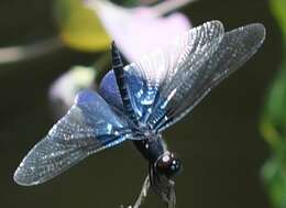 Image of Rhyothemis triangularis Kirby 1889