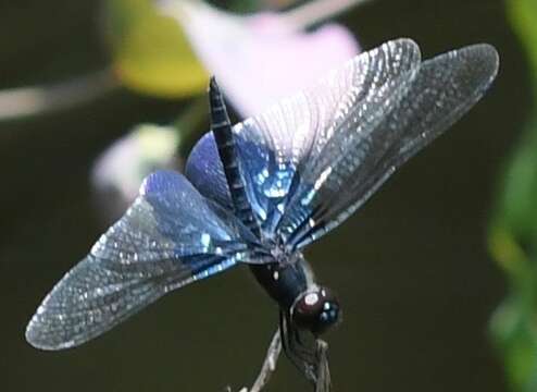 Слика од Rhyothemis triangularis Kirby 1889