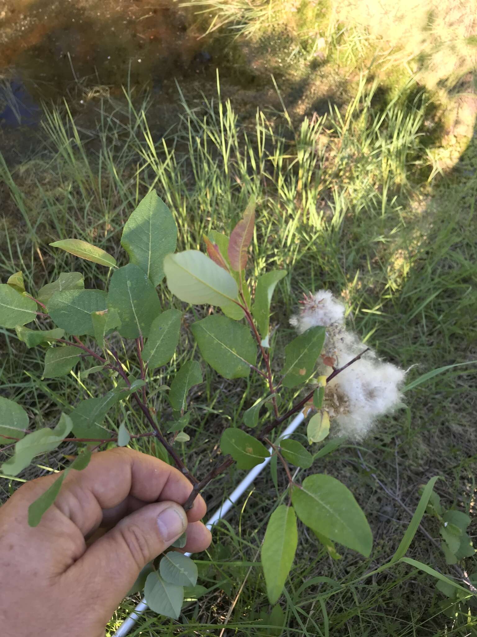 Image de Salix pyrifolia Anderss.