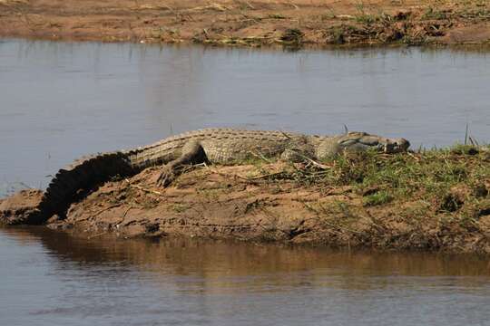 Image of Nile crocodile