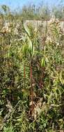 Image of hairy corkwood