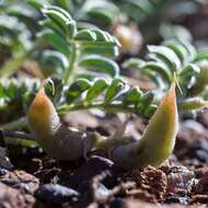 Sivun Astragalus humistratus A. Gray kuva